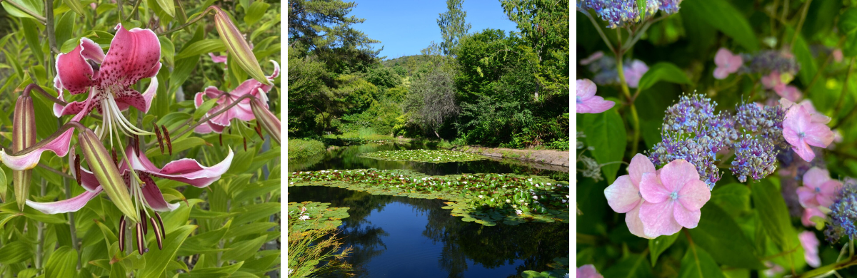 3 images of flowers and a pond in a garden area