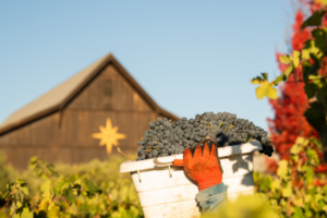 Person carrying grapes during harvest in vineyard